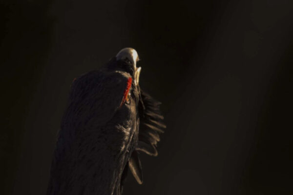 4-Le Chant des forêts 4-Le Chant des forêts